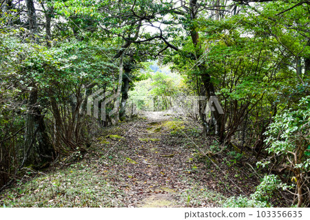 The mountain behind Kinosaki Onsen [adventure hiking in the hills of nature] 103356635