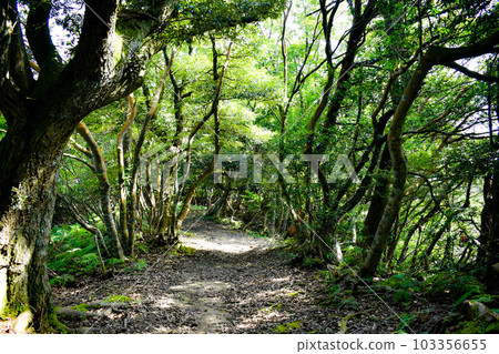 The mountain behind Kinosaki Onsen [adventure hiking in the hills of nature] 103356655