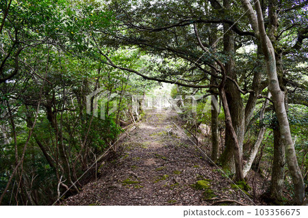 The mountain behind Kinosaki Onsen [adventure hiking in nature] 103356675