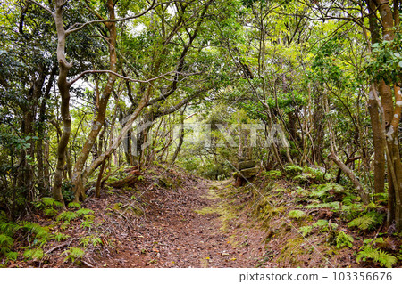 The mountain behind Kinosaki Onsen [adventure hiking in nature] 103356676
