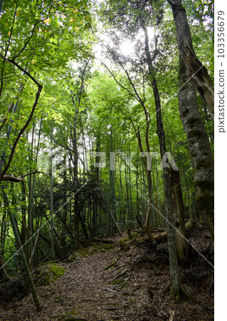 The mountain behind Kinosaki Onsen [adventure hiking in nature] 103356679