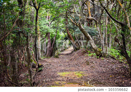 The mountain behind Kinosaki Onsen [adventure hiking in nature] 103356682