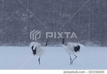 丹頂鶴在雪中的舞蹈 103356693