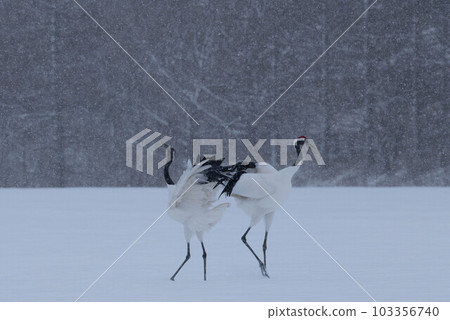 丹頂鶴在雪中的舞蹈 103356740