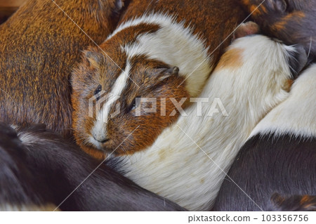Screaming guinea pig Screaming guinea pig 103356756