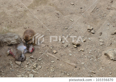 猴子跳蚤去除 103356870