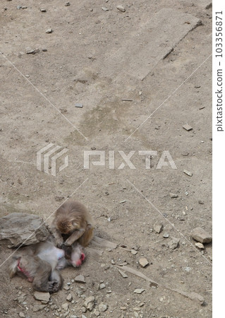 Monkey flea removal 103356871