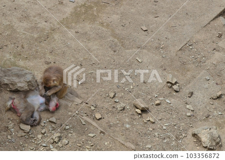 Monkey flea removal 103356872