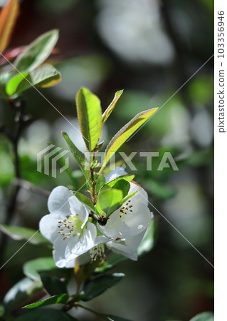 Bloom gorgeously Bloom gorgeously 103356946