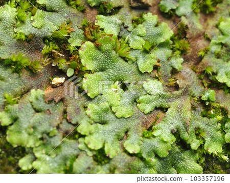 Ecological photograph of liverwort Ecological photograph of liverwort 103357196