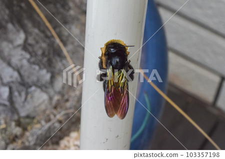 台灣竹木匠蜂築巢 103357198