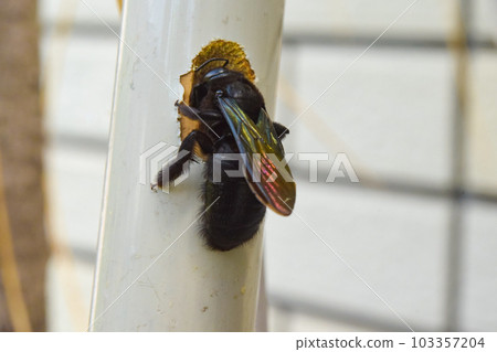 雌性台灣竹木匠蜂正在築巢 雌性台灣竹木匠蜂正在築巢 103357204
