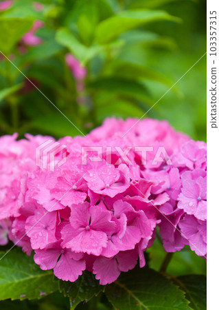 雨和繡球花 103357315