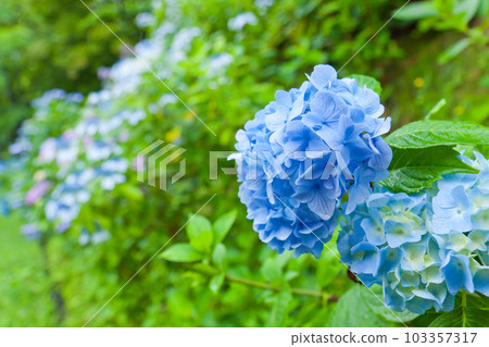 雨和繡球花 雨和繡球花 103357317