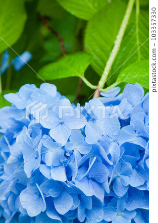 雨和繡球花 103357330