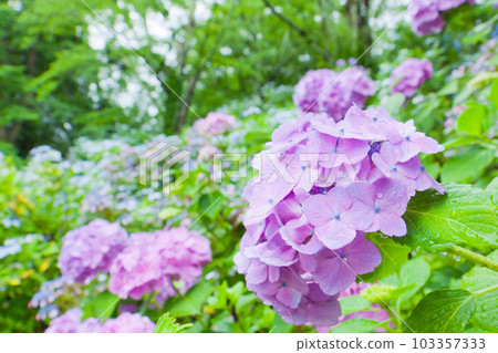 雨和繡球花 103357333