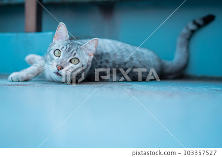 Cute Egyptian Mau Cute Egyptian Mau 103357527