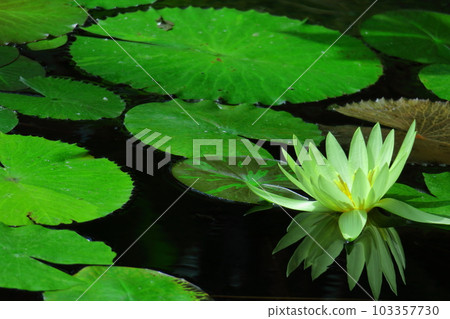 Floating elegantly on the surface of the water Floating elegantly on the surface of the water 103357730