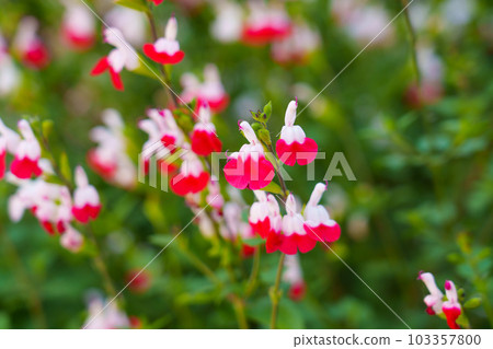 Red Hot Lips flowers. Salvia microphylla plant blooming in a spring garden Red Hot Lips flowers. Salvia microphylla plant blooming in a spring garden 103357800