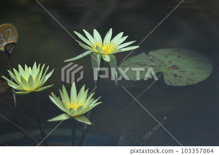 Floating elegantly on the surface of the water 103357864