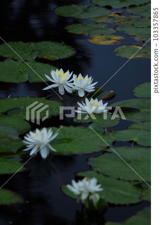 Floating elegantly on the surface of the water 103357865