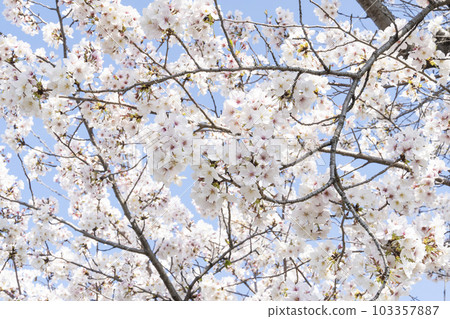 Blue sky and cherry blossoms 103357887