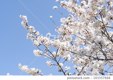 Blue sky and cherry blossoms 103357888