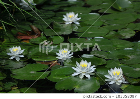 Floating elegantly on the surface of the water Floating elegantly on the surface of the water 103358097