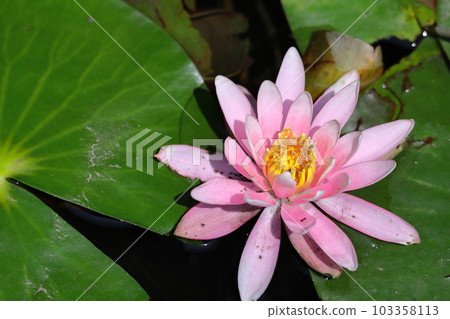 Floating elegantly on the surface of the water 103358113