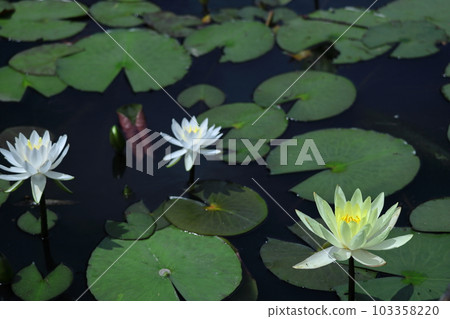 Floating elegantly on the surface of the water 103358220
