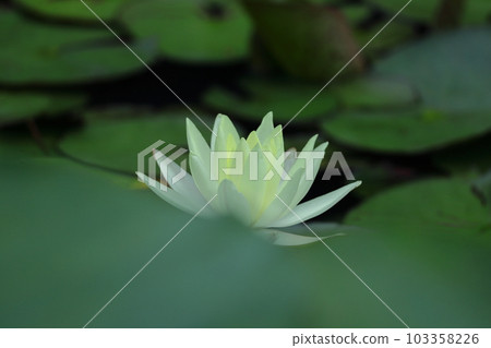 在水面上優雅地漂浮 103358226