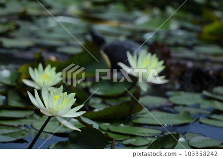 Floating elegantly on the surface of the water 103358242