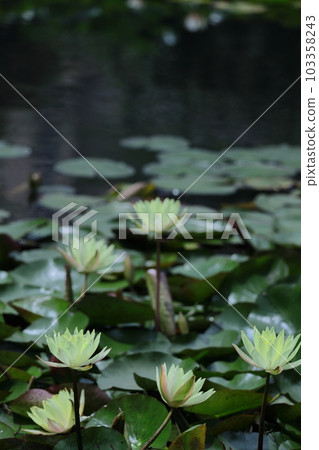 在水面上優雅地漂浮 在水面上優雅地漂浮 103358243