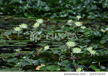 在水面上優雅地漂浮 在水面上優雅地漂浮 103358244