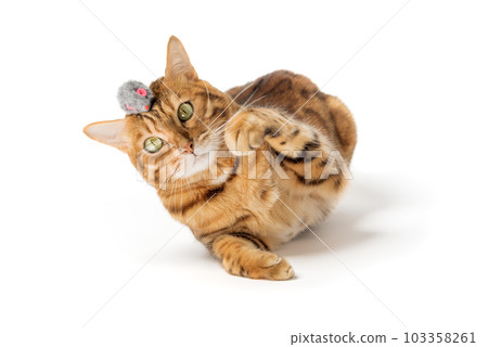 Red domestic cat plays with a toy mouse 103358261