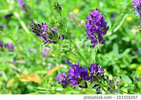 Perennial plant of Medicago alfalfa (Fabaceae) 103358267
