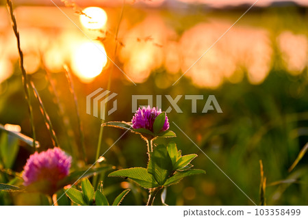 黃昏的紫色三葉草 黃昏的紫色三葉草 103358499