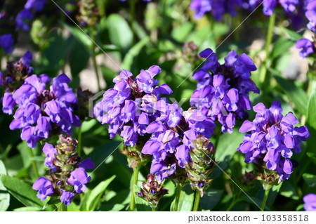 Tyrin Moray 103358518