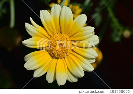 Shungiku(菊科)多年生植物 Shungiku(菊科)多年生植物 103358605