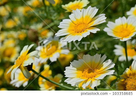 花環菊花 (菊科) 花園 103358685