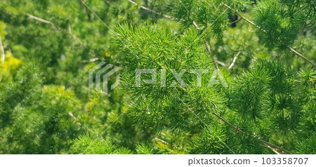 pine tree leaves, Fir tree lunch close up. Shallow focus. Brunch of fluffy fir trees close up. Christmas wallpaper concept. Copy space. in mountainous area pine tree leaves, Fir tree lunch close up. Shallow focus. Brunch of fluffy fir trees close up. Christmas wallpaper concept. Copy space. in mountainous area 103358707