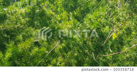 pine tree leaves, Fir tree lunch close up. Shallow focus. Brunch of fluffy fir trees close up. Christmas wallpaper concept. Copy space. in mountainous area 103358718