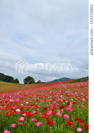 Sky Poppy Saitama Sky Poppy Saitama 103358802