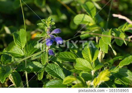 Cute purple flowers blooming on the beach Ezonamimisou 103358905