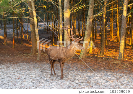 Deer male with big antlers in the natural park. Wildlife photo. 103359039