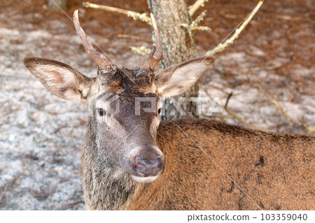 Deer male with big antlers in the natural park. Wildlife photo. 103359040