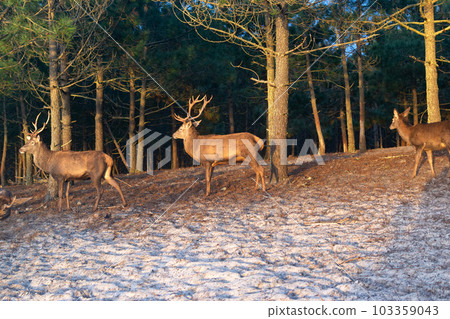 Deer male with big antlers in the natural park. Wildlife photo. 103359043
