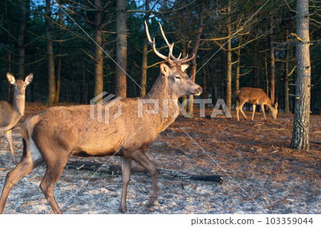 Deer male with big antlers in the natural park. Wildlife photo. 103359044