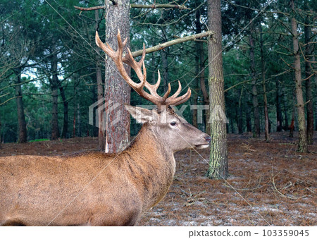 Deer male with big antlers in the natural park. Wildlife photo. 103359045