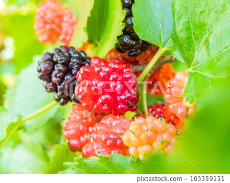 The taste of early summer: blackberries that ripen heavily The taste of early summer: blackberries that ripen heavily 103359151